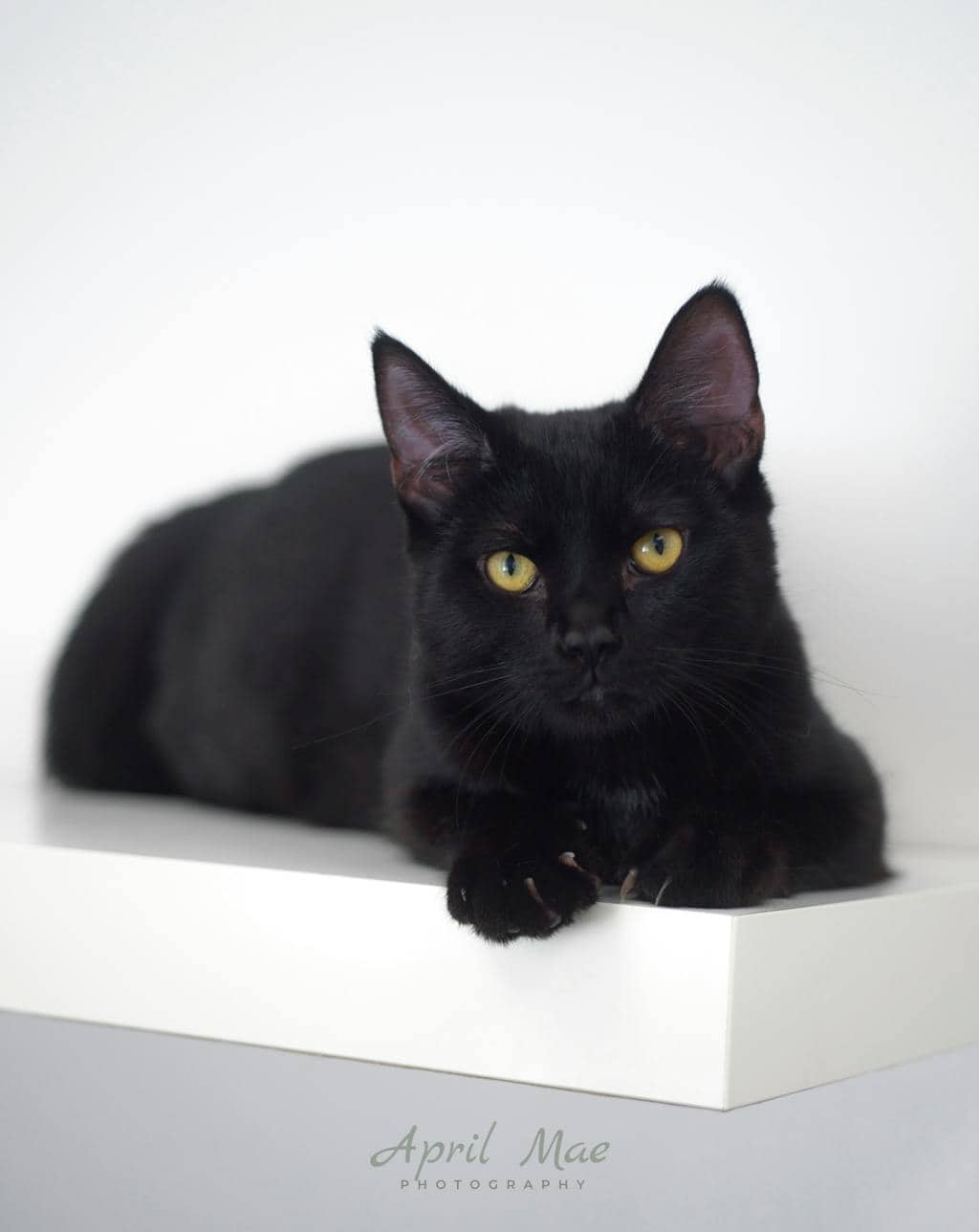 Sebastian (petsmart) - Domestic Short Hair cat available for adoption at Ontario SPCA (Central Ontario) in Orangeville