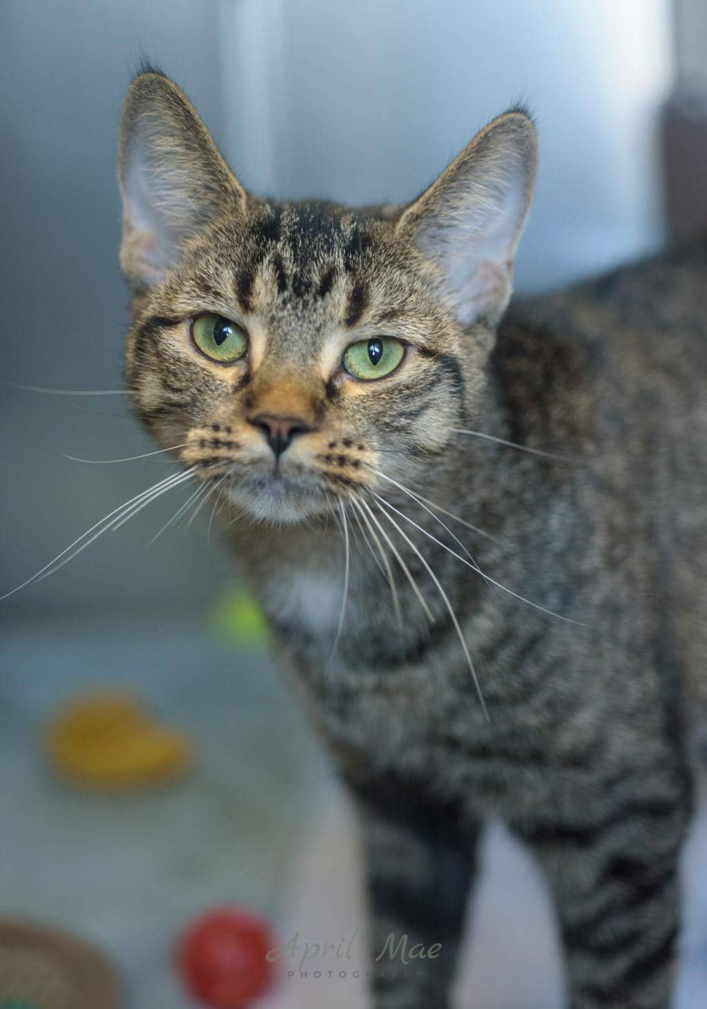Tiger - Domestic Short Hair cat available for adoption at Ontario SPCA (Central Ontario) in Orangeville