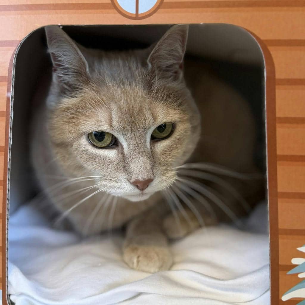 Lucy - Domestic Short Hair cat available for adoption at Ontario SPCA (Ottawa Area) in Brockville