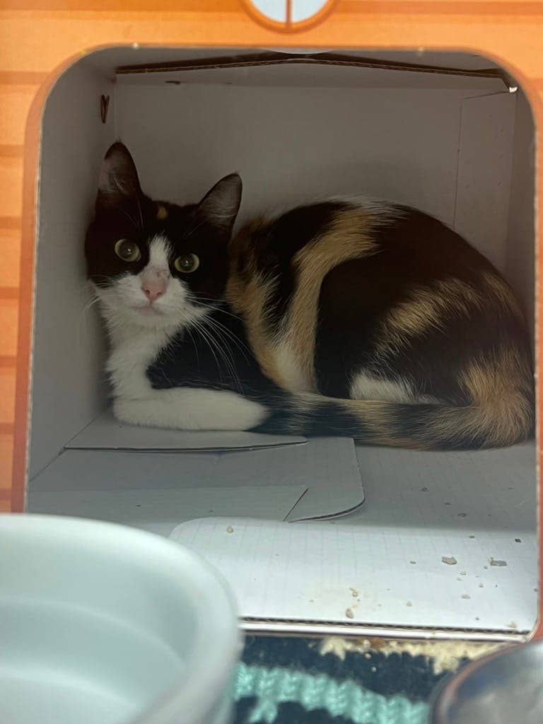 Aniya - Domestic Short Hair cat available for adoption at Ontario SPCA (Central Ontario) in Bracebridge