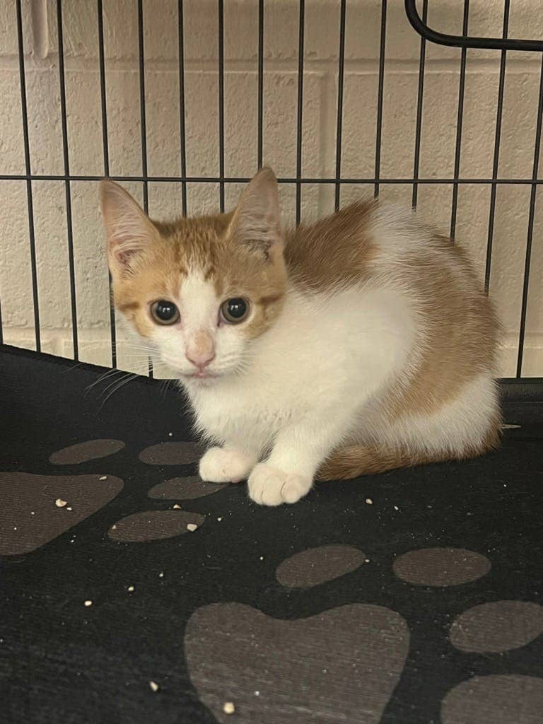 Trinity - Domestic Short Hair available for adoption