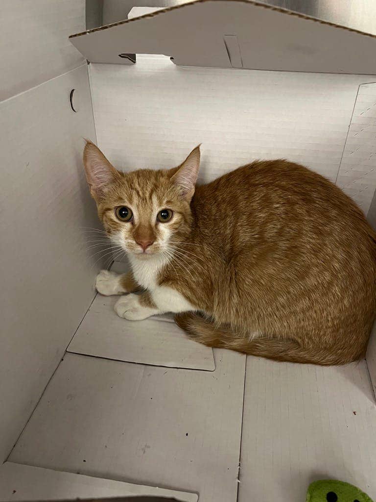 Melanie - Domestic Short Hair available for adoption