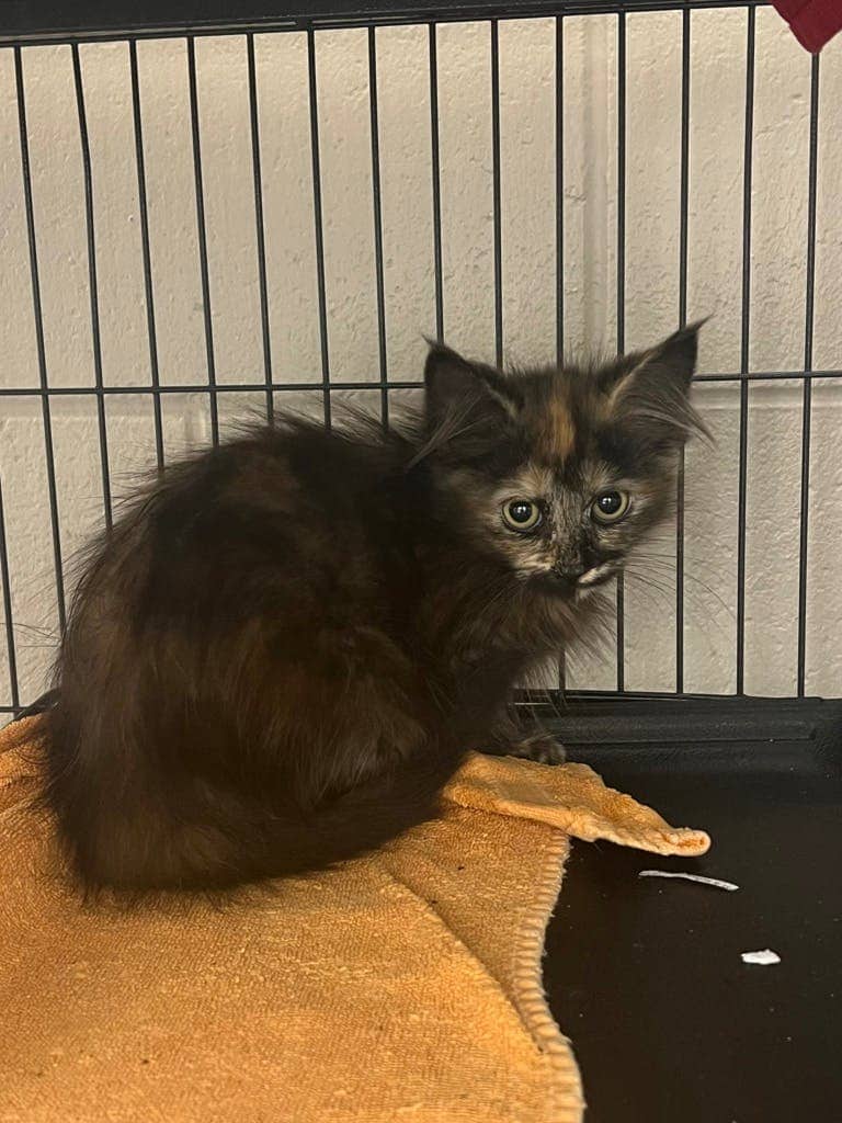 Sol - Domestic Short Hair available for adoption