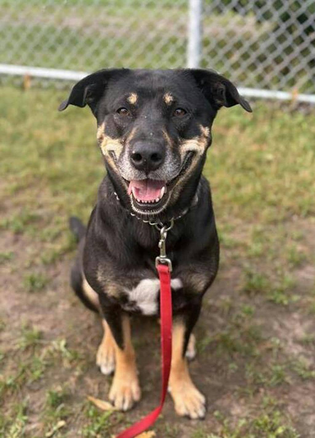 Lava Girl - Rottweiler available for adoption