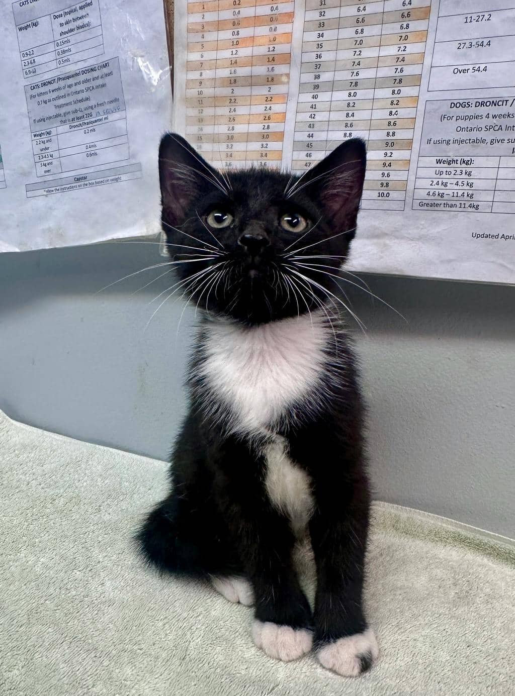 Dora Winifred - Domestic Medium Hair available for adoption
