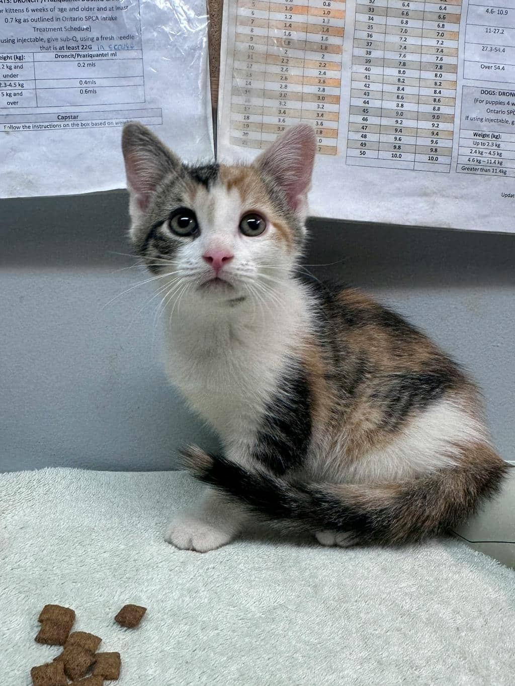 Francine - Domestic Medium Hair available for adoption