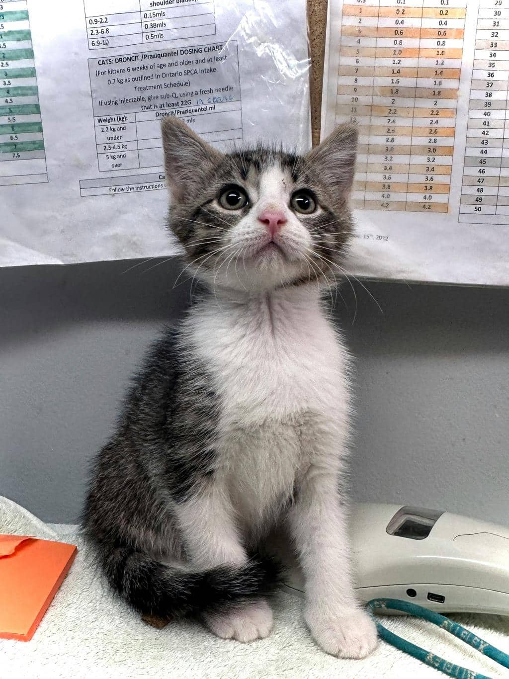 Arthur - Domestic Medium Hair cat available for adoption at Ontario SPCA (Ottawa Area) in Cornwall