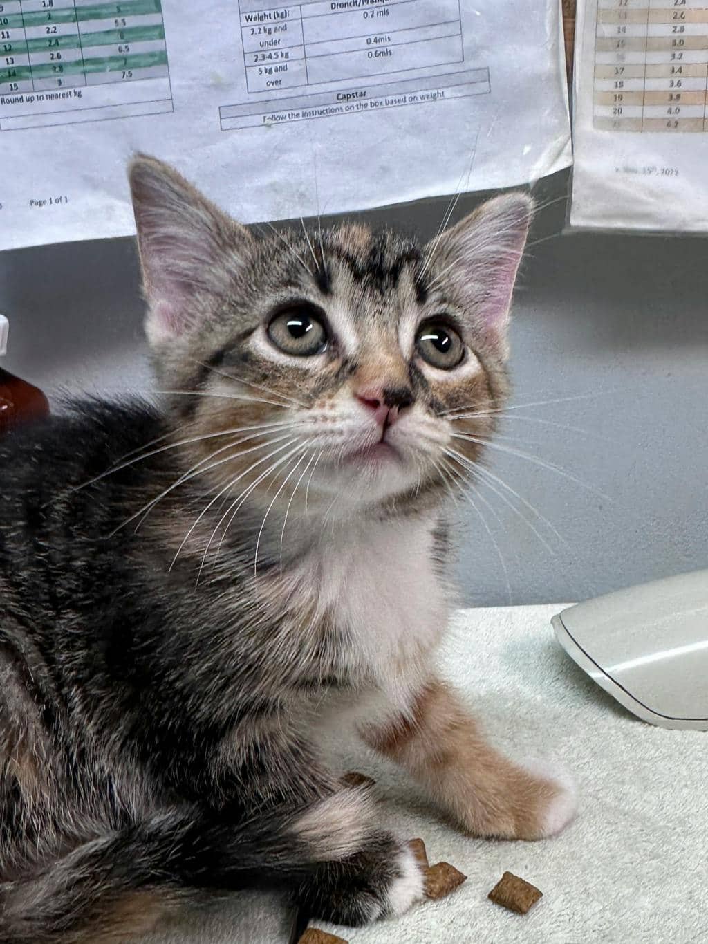 Muffy - Domestic Medium Hair cat available for adoption at Ontario SPCA (Ottawa Area) in Cornwall