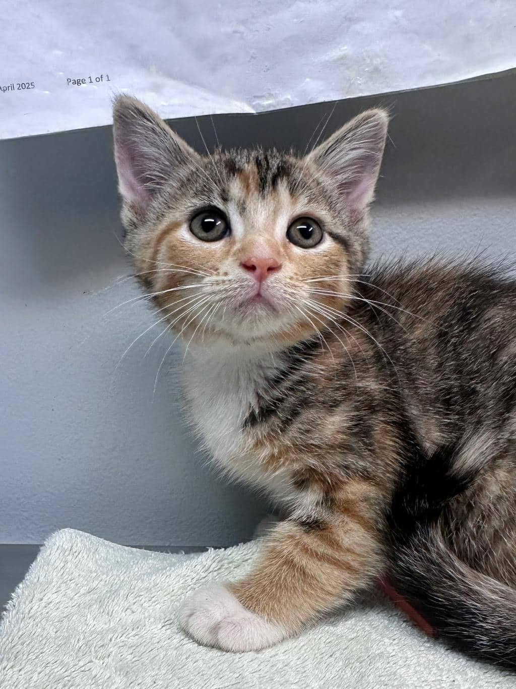 Prunella - Domestic Medium Hair cat available for adoption at Ontario SPCA (Ottawa Area) in Cornwall