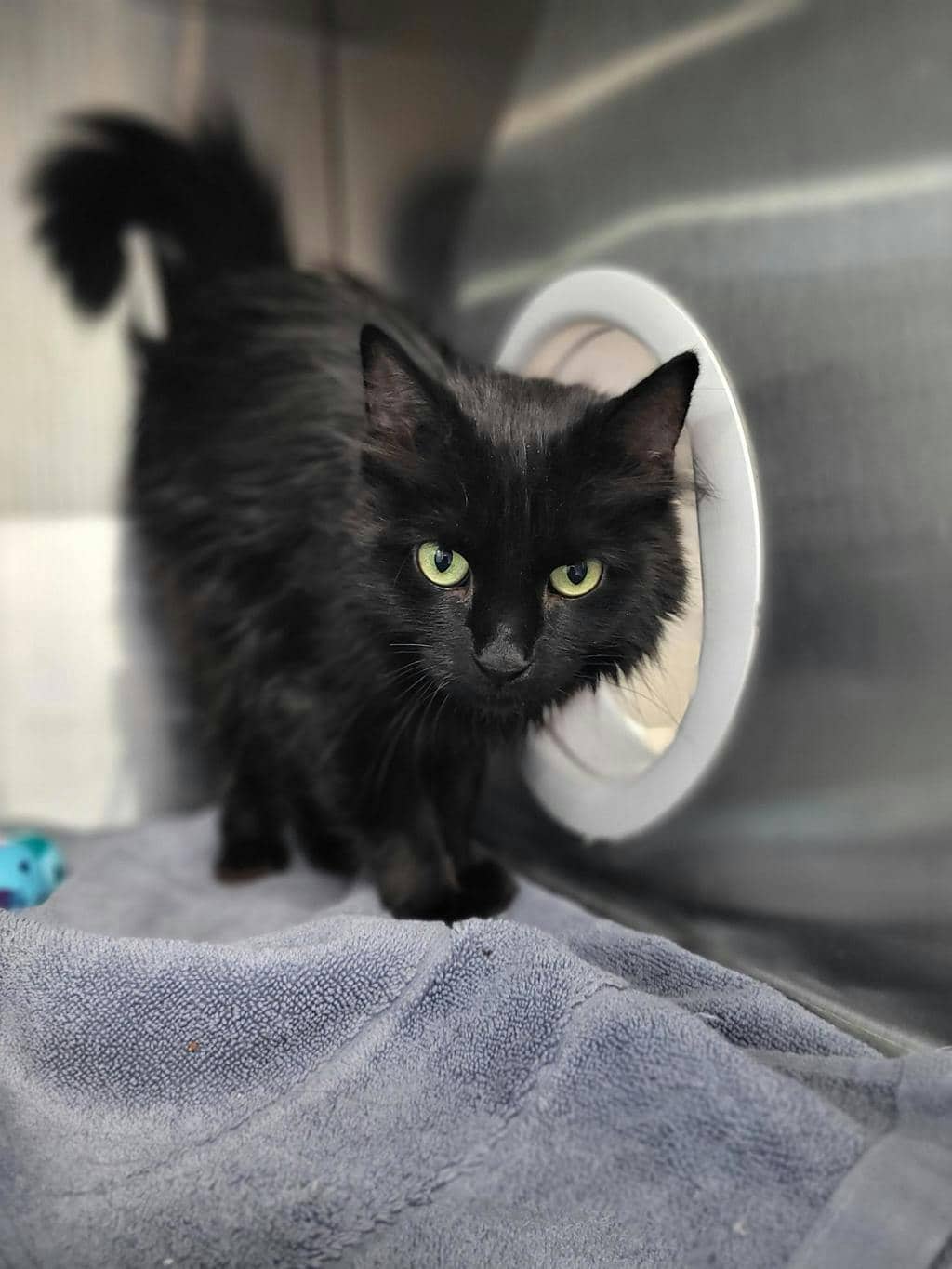 Dandelion - Domestic Longhair available for adoption