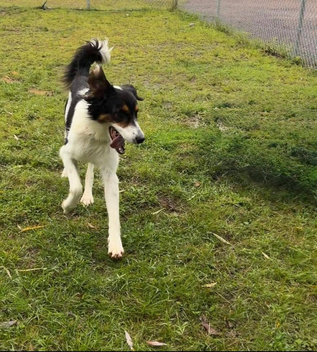 Oscar - Australian Shepherd available for adoption in Calgary