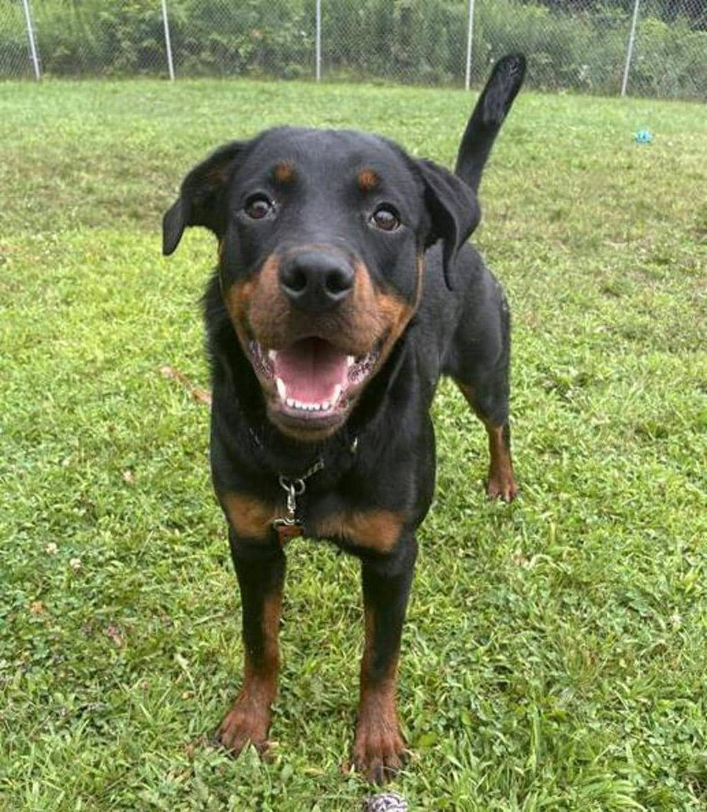 Shark Boy - Rottweiler available for adoption