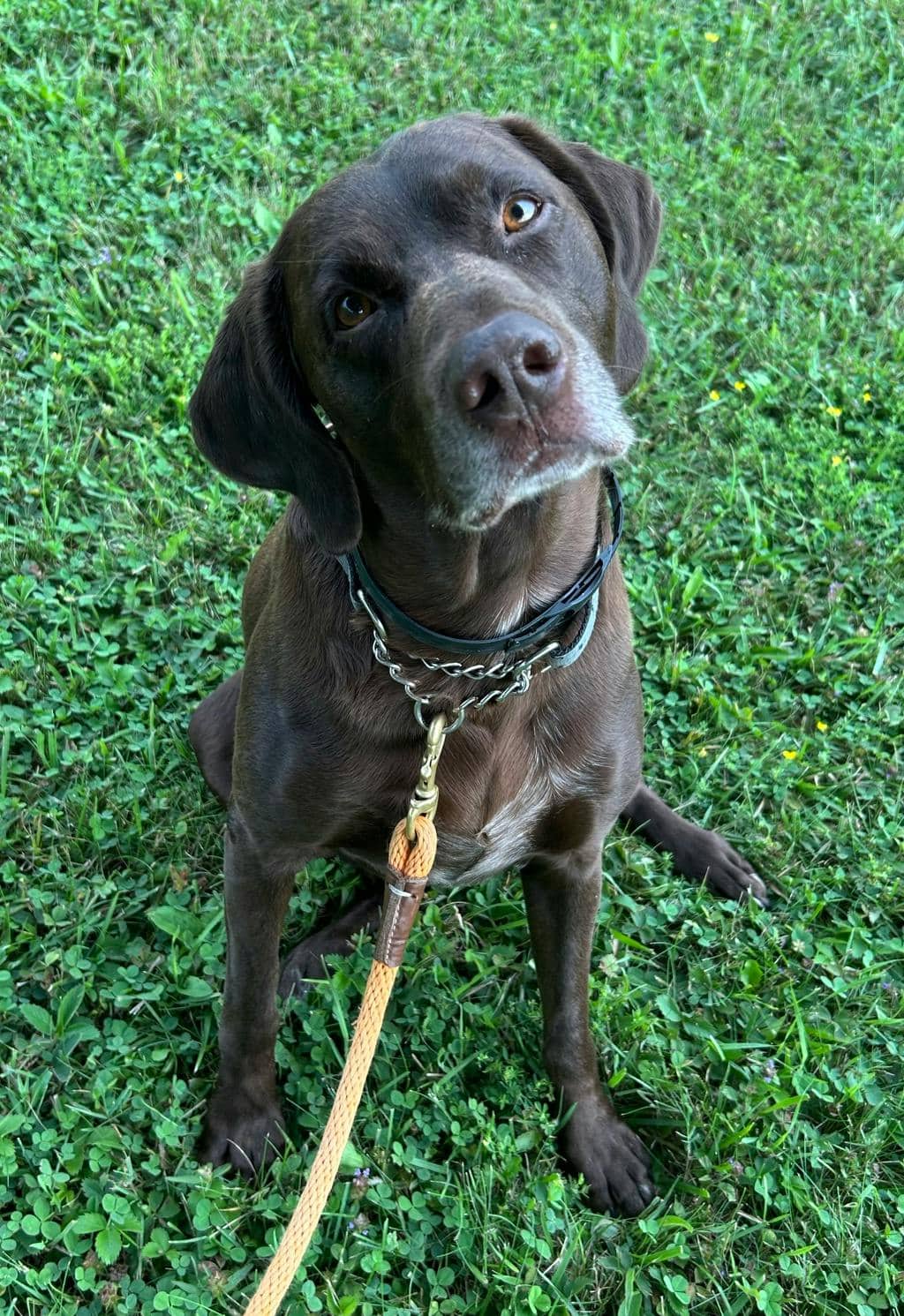 Gunner - German Shorthaired Pointer available for adoption