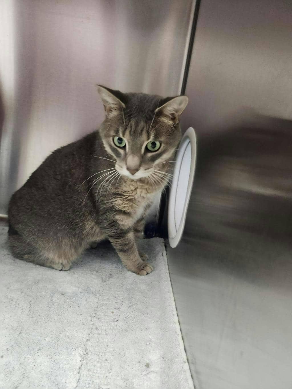Silver - Domestic Short Hair cat available for adoption at Ontario SPCA (Toronto Area) in Toronto