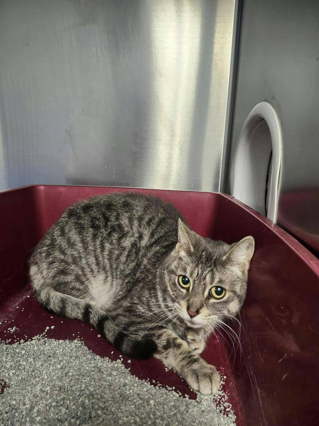 Lily - Domestic Short Hair cat available for adoption at Ontario SPCA (Toronto Area) in Toronto