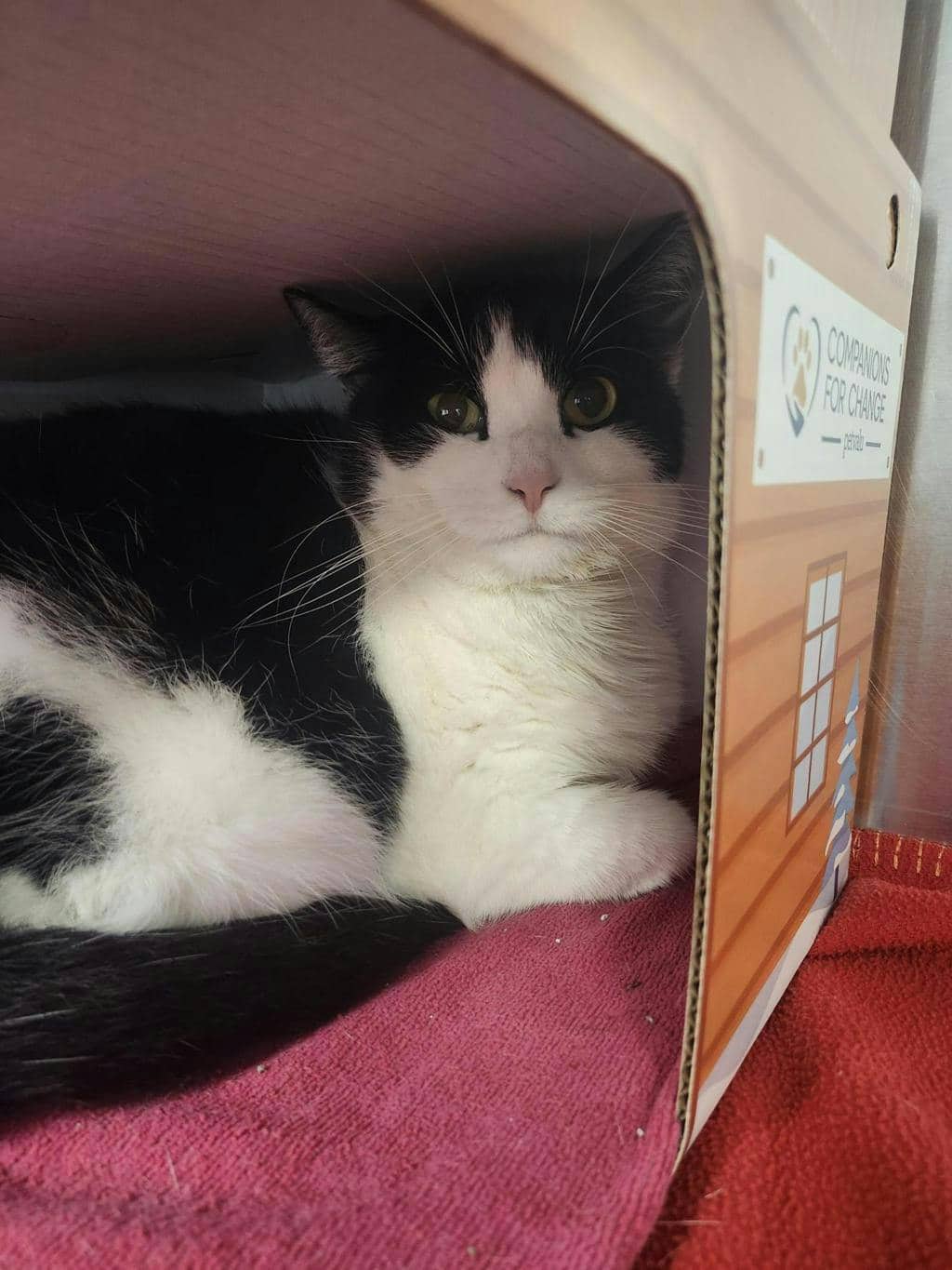 Henrietta - Domestic Short Hair cat available for adoption at Ontario SPCA (Toronto Area) in Toronto
