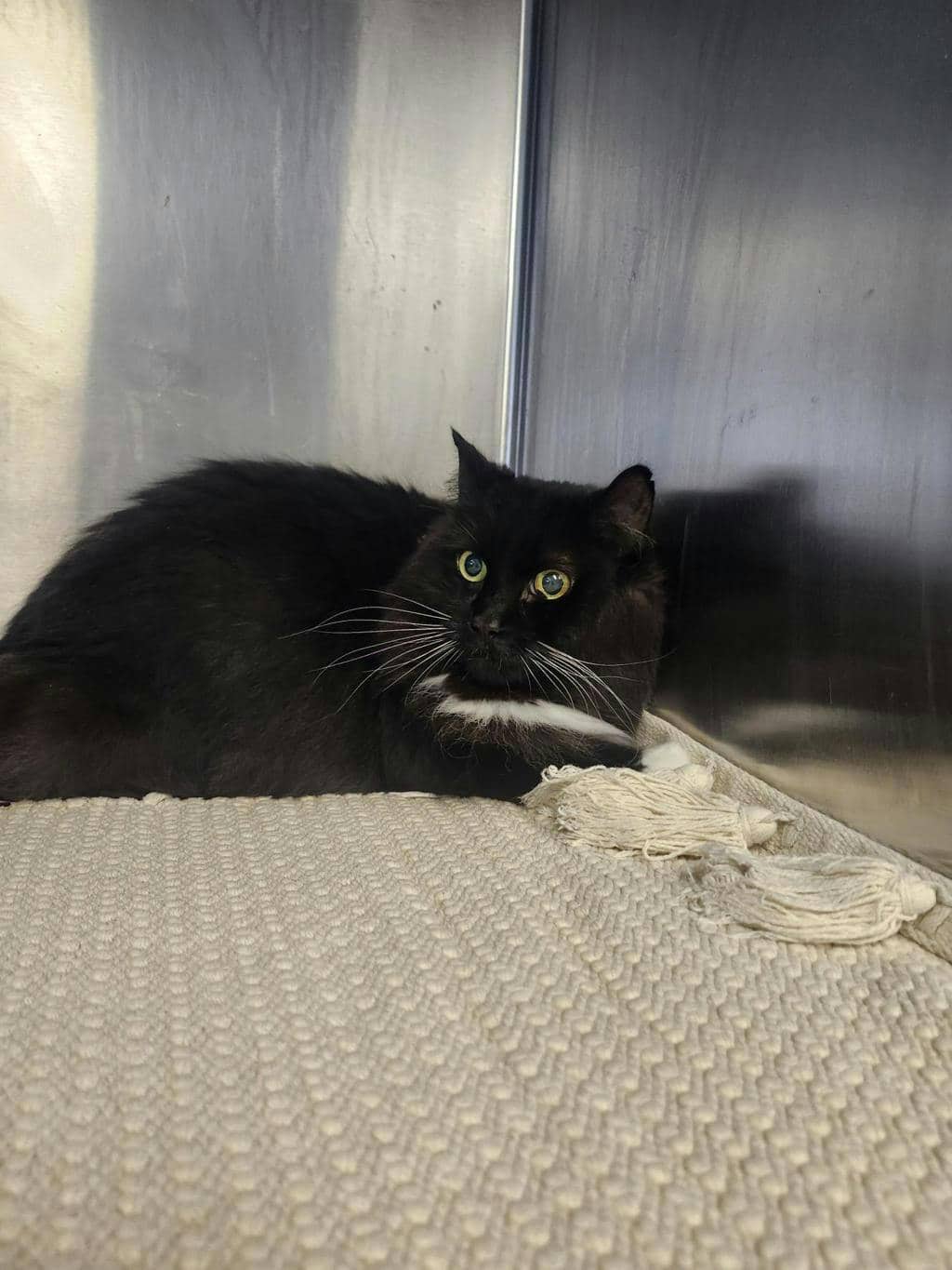 Bella - Domestic Longhair available for adoption