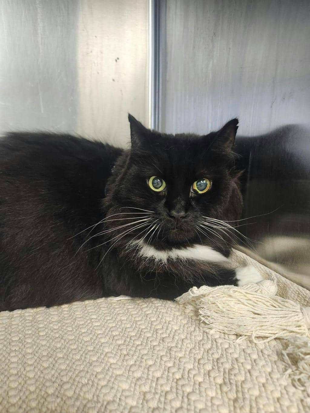 Bella - Domestic Longhair cat available for adoption in Ontario