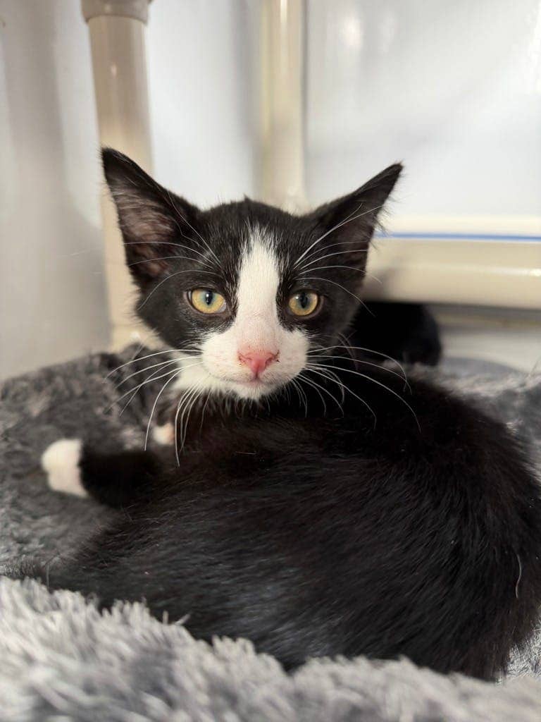 Larry - Domestic Short Hair available for adoption