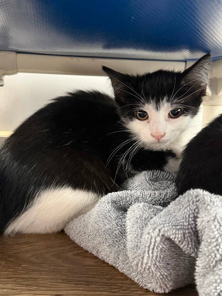 Moe - Domestic Short Hair cat available for adoption at Ontario SPCA (Central Ontario) in Orillia