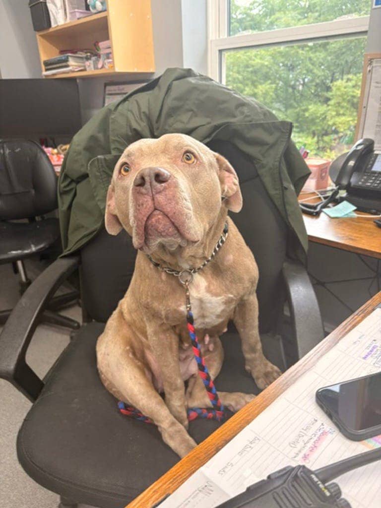 Bella - American Bulldog available for adoption in Calgary