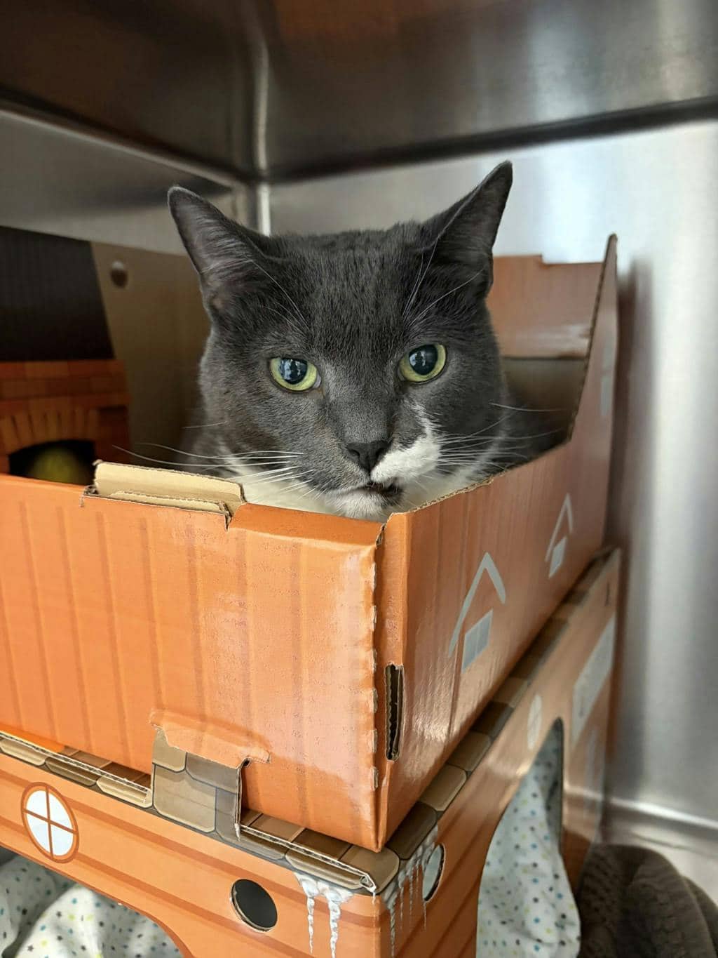 Squeaks - Domestic Short Hair cat available for adoption at Ontario SPCA (Central Ontario) in Midland