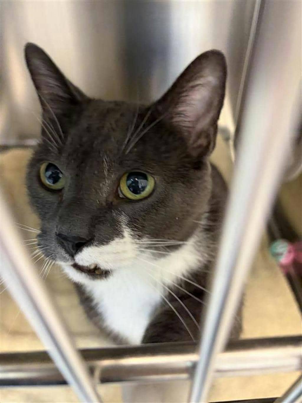 Squeaks - Domestic Short Hair available for adoption