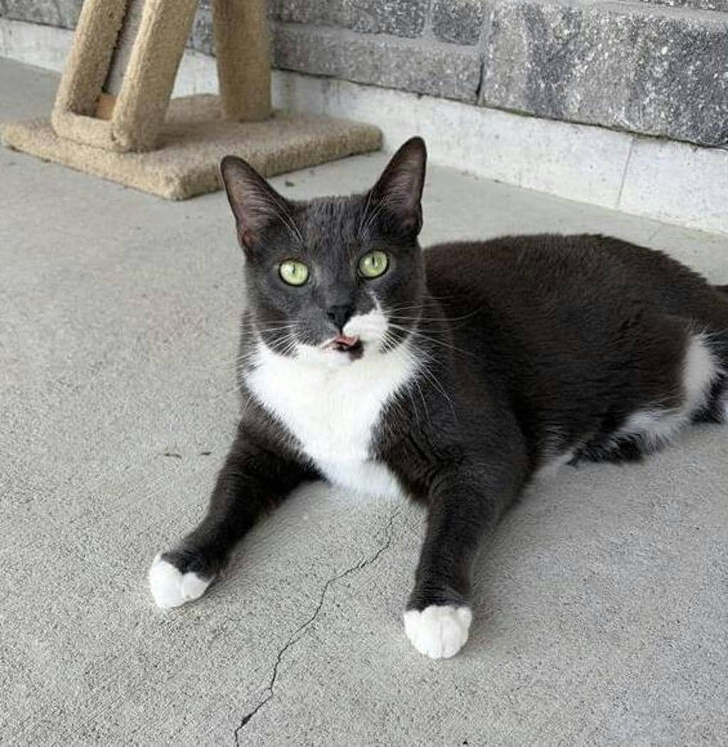 Squeaks - Domestic Short Hair available for adoption