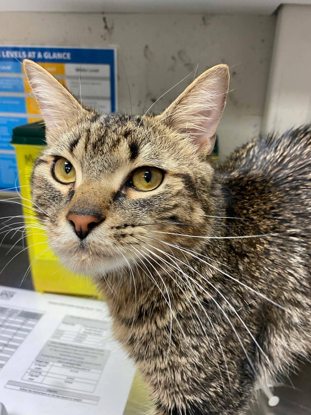 Sutton - Domestic Short Hair available for adoption