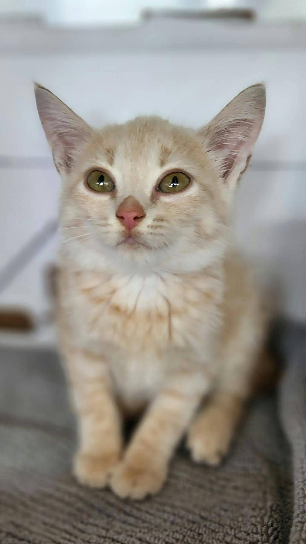 Tarzan - Domestic Short Hair available for adoption