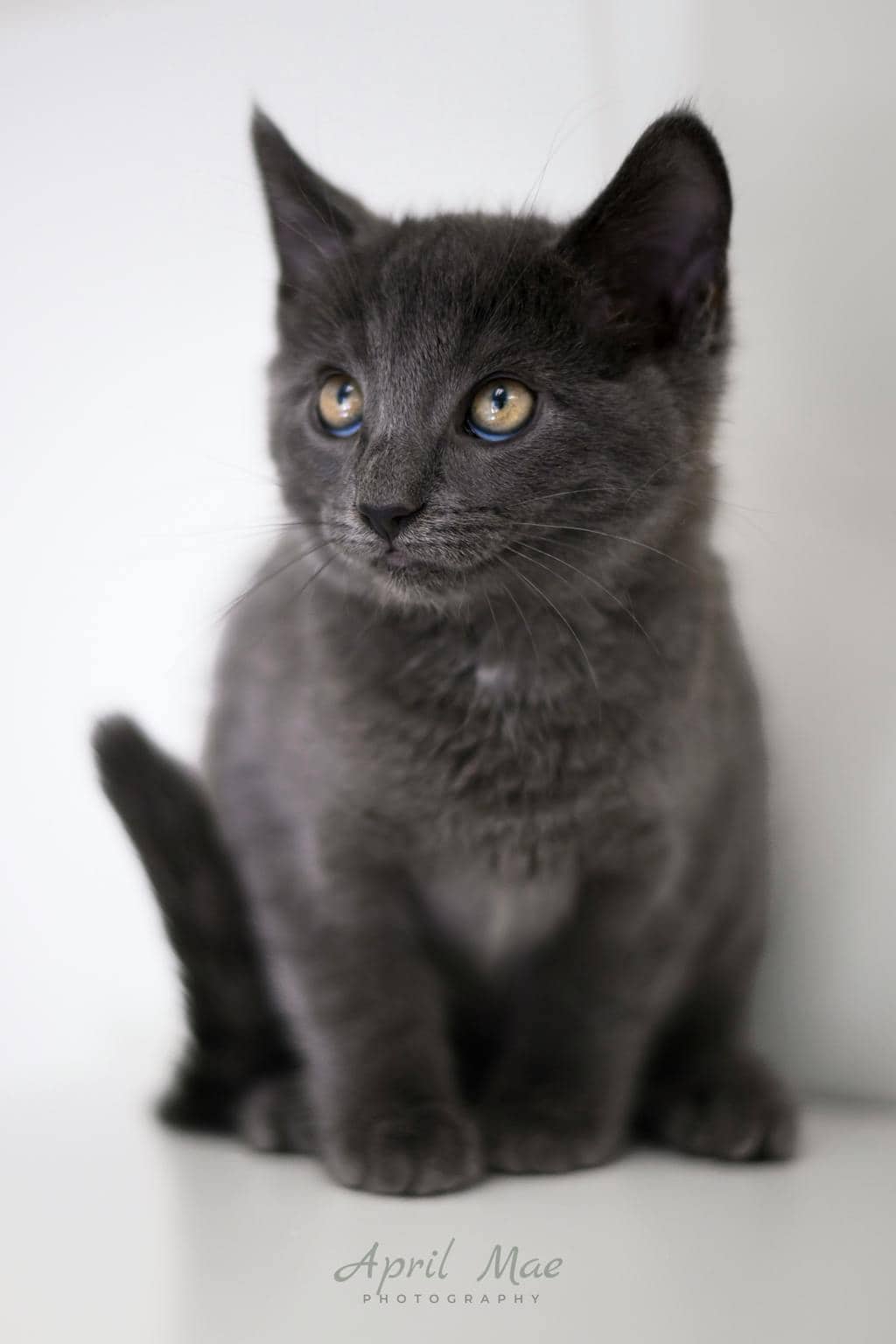 Twinkle (petsmart) - Domestic Short Hair cat available for adoption in Calgary