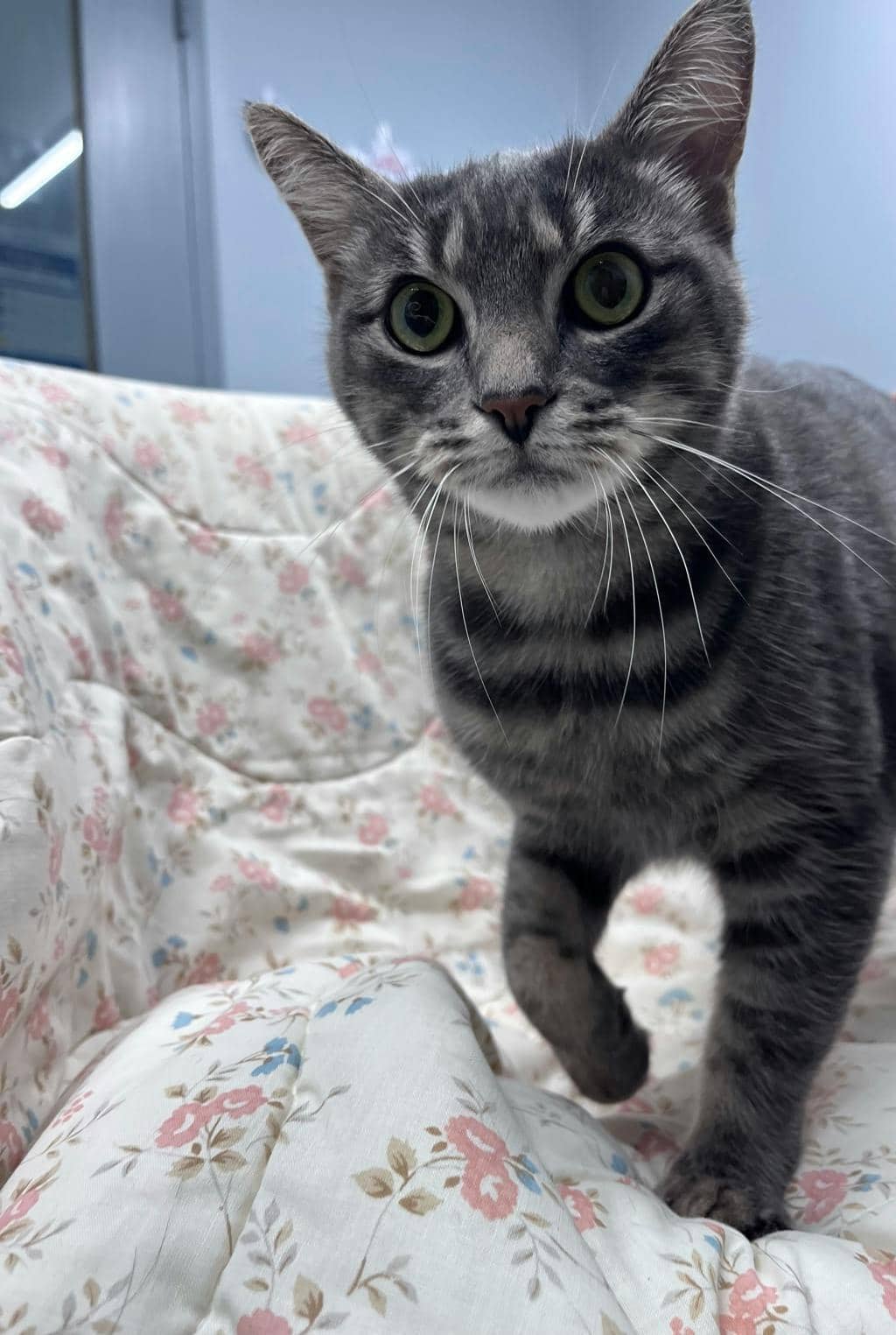 Smokey (bonded To Bandit) - Domestic Short Hair available for adoption