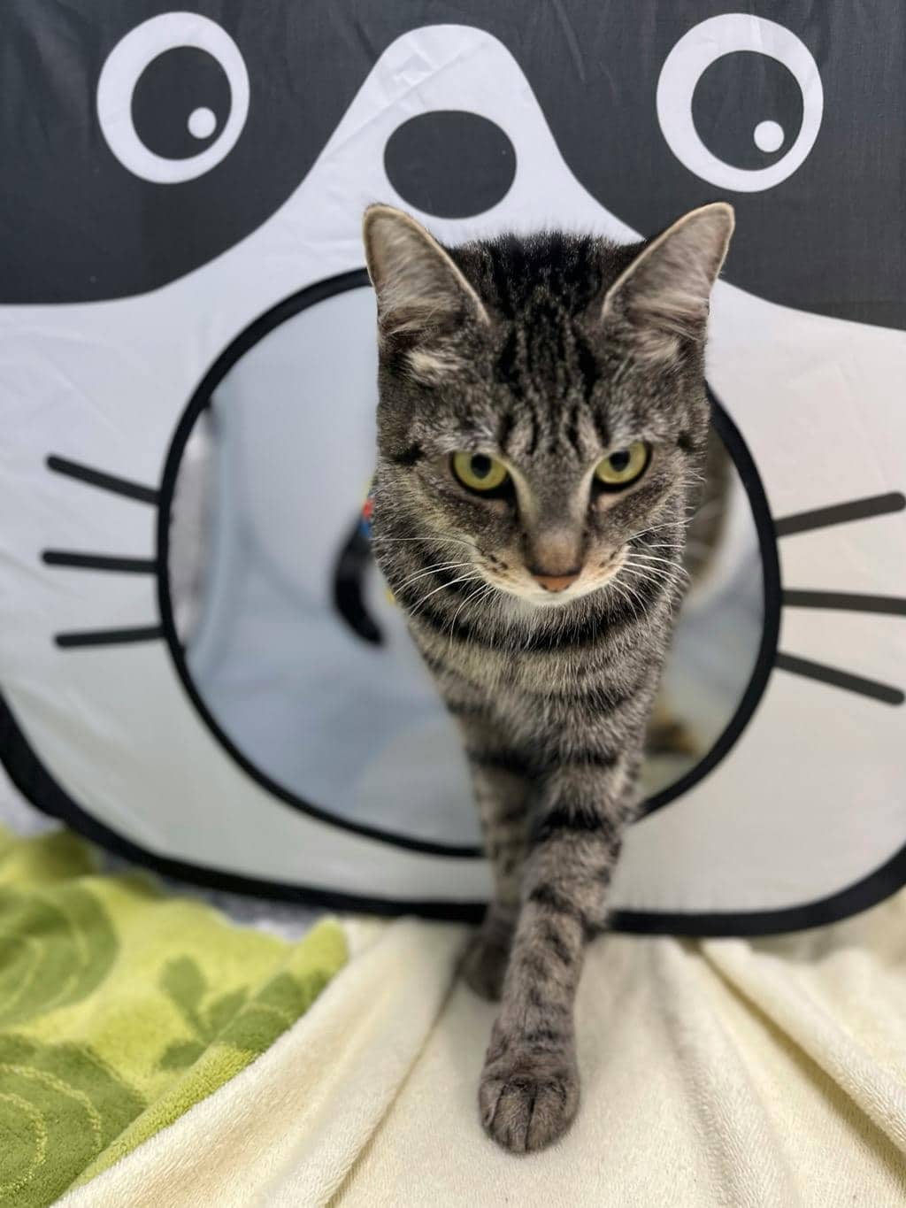 Bandit (bonded To Smokey) - Domestic Medium Hair cat available for adoption at Ontario SPCA (Central Ontario) in Barrie