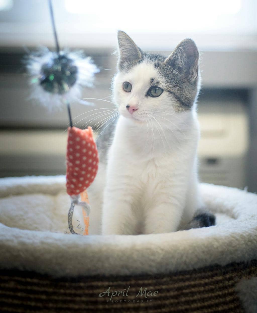 Xena - Domestic Short Hair available for adoption