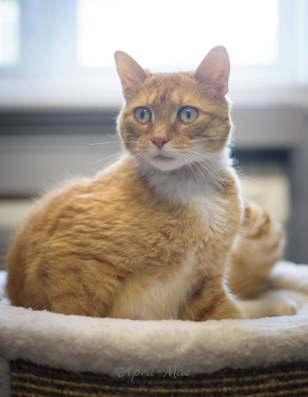 Mary - Domestic Short Hair available for adoption