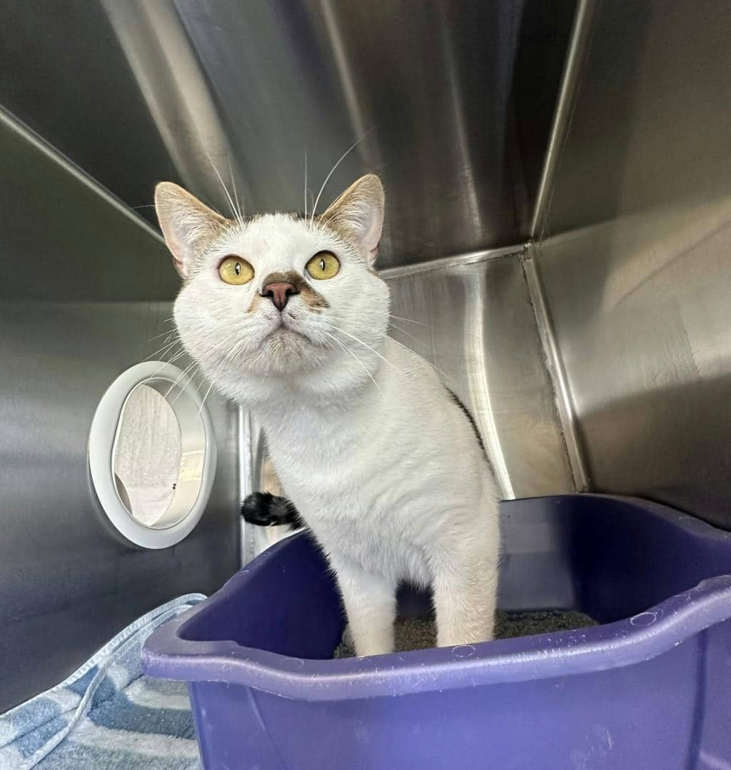 Elvis - Domestic Short Hair cat available for adoption at Ontario SPCA (Ottawa Area) in Brockville