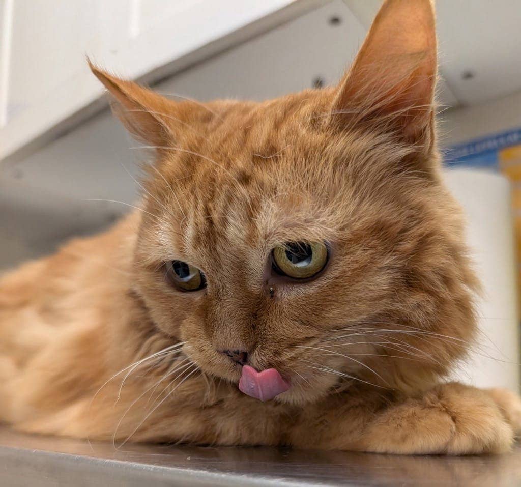 Gypsy Girl - Domestic Medium Hair available for adoption