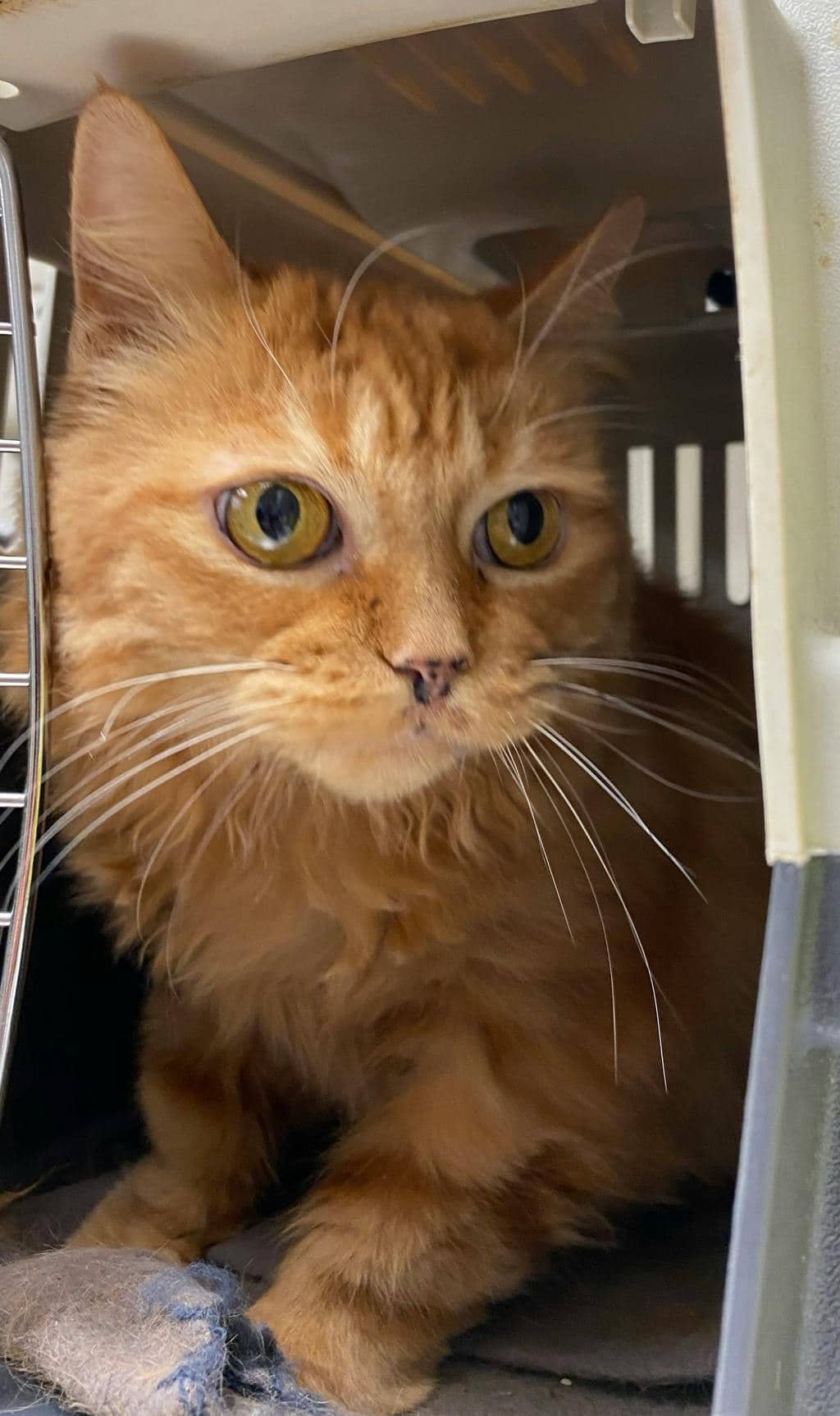 Gypsy Girl - Domestic Medium Hair cat available for adoption at Ontario SPCA & Humane Society in Sudbury