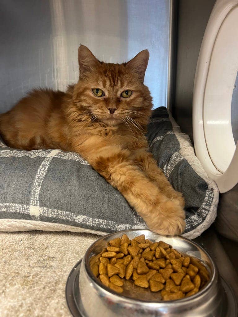 Girl - Domestic Medium Hair cat available for adoption in Ontario