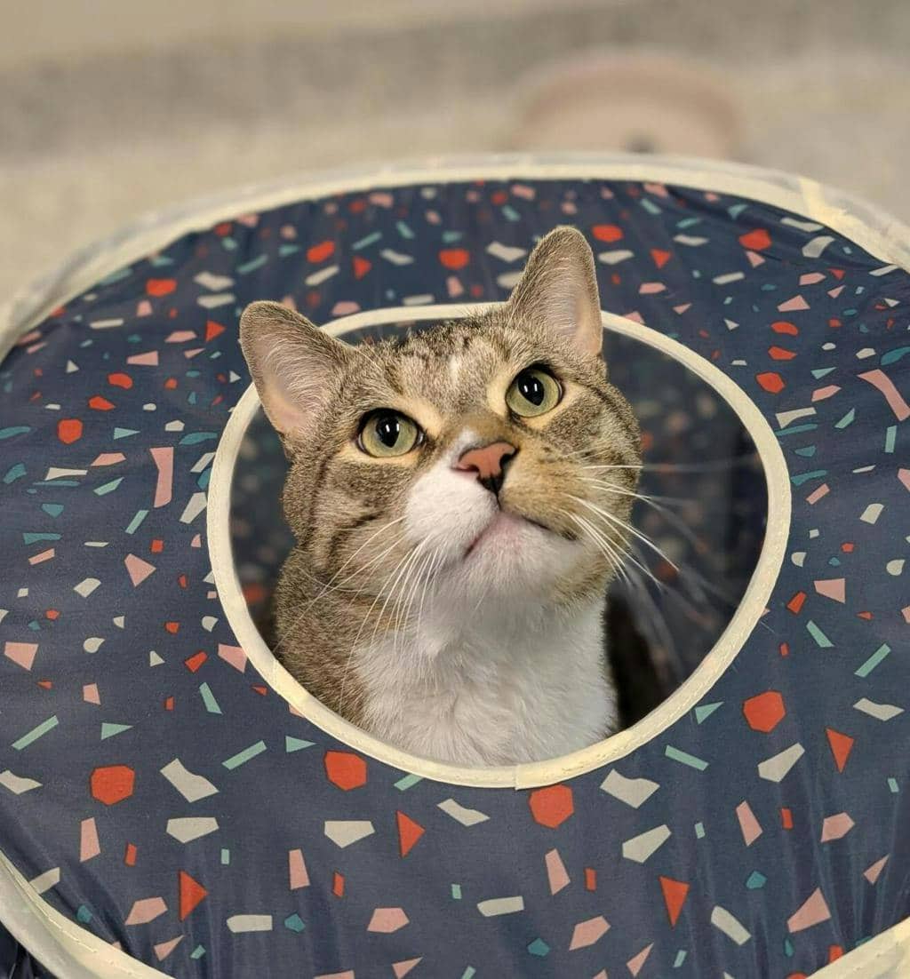 Leo - Domestic Short Hair available for adoption