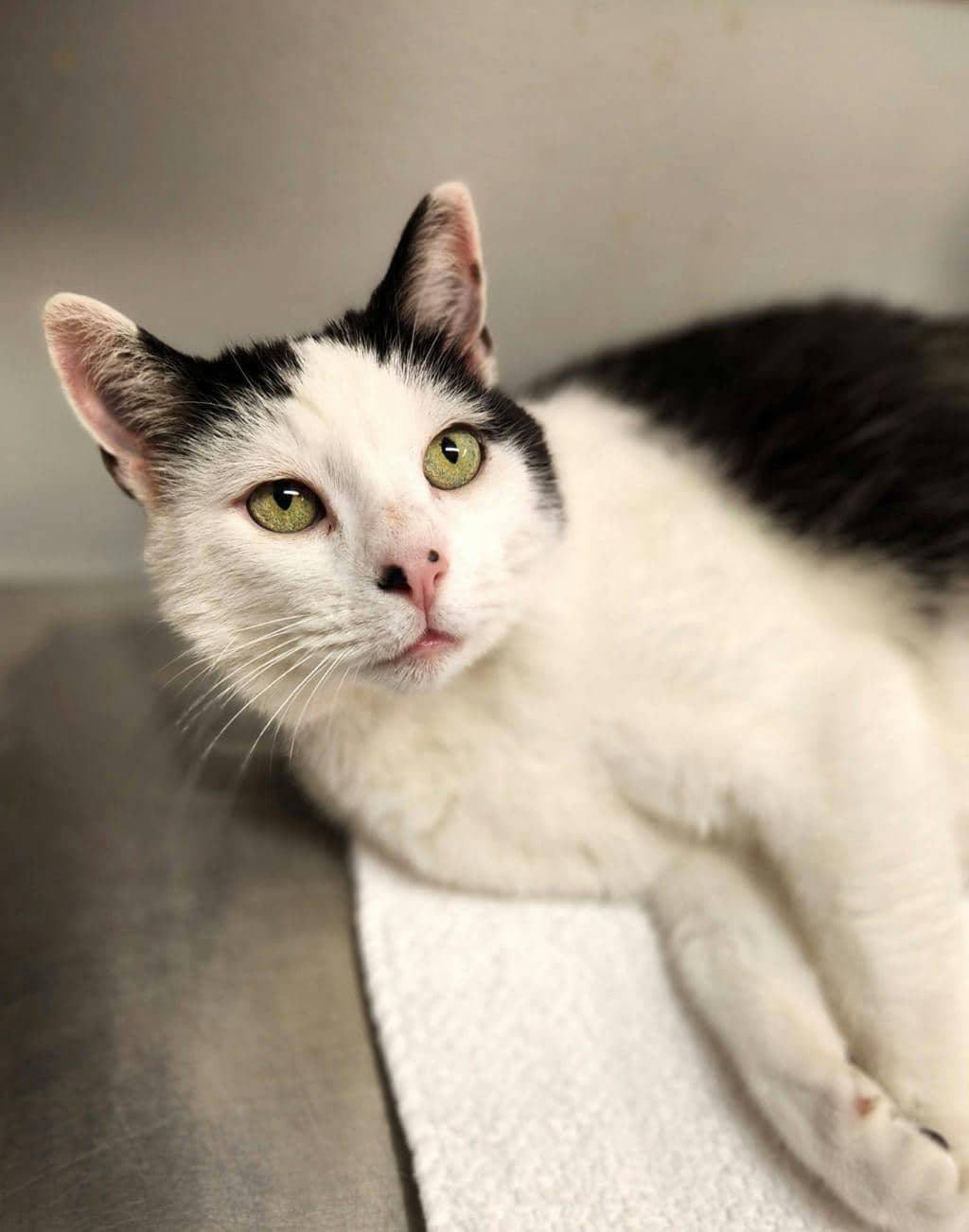Figaro(PetSmart Innes) - Domestic Short Hair cat available for adoption at Ontario SPCA (Ottawa Area) in Cornwall