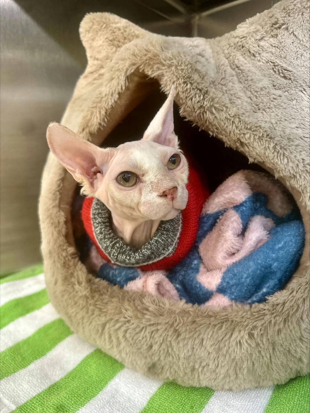 Marv - Sphynx cat available for adoption at Ontario SPCA (Ottawa Area) in Cornwall