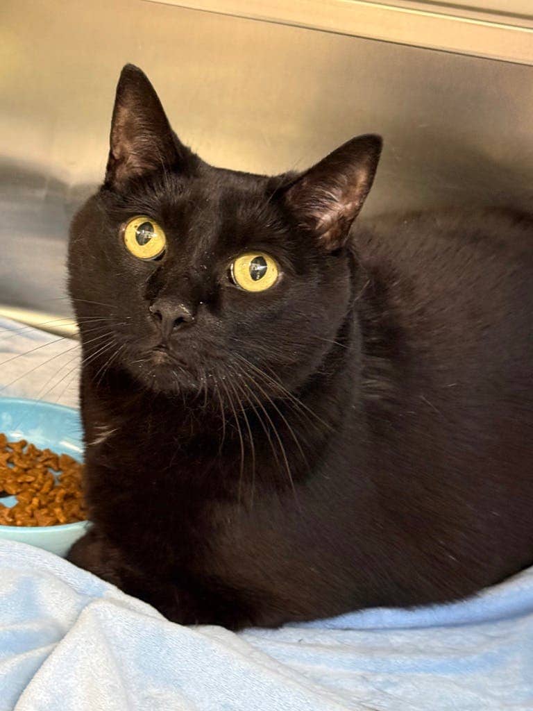 Spooky (PetSmart Innes) - Domestic Short Hair available for adoption