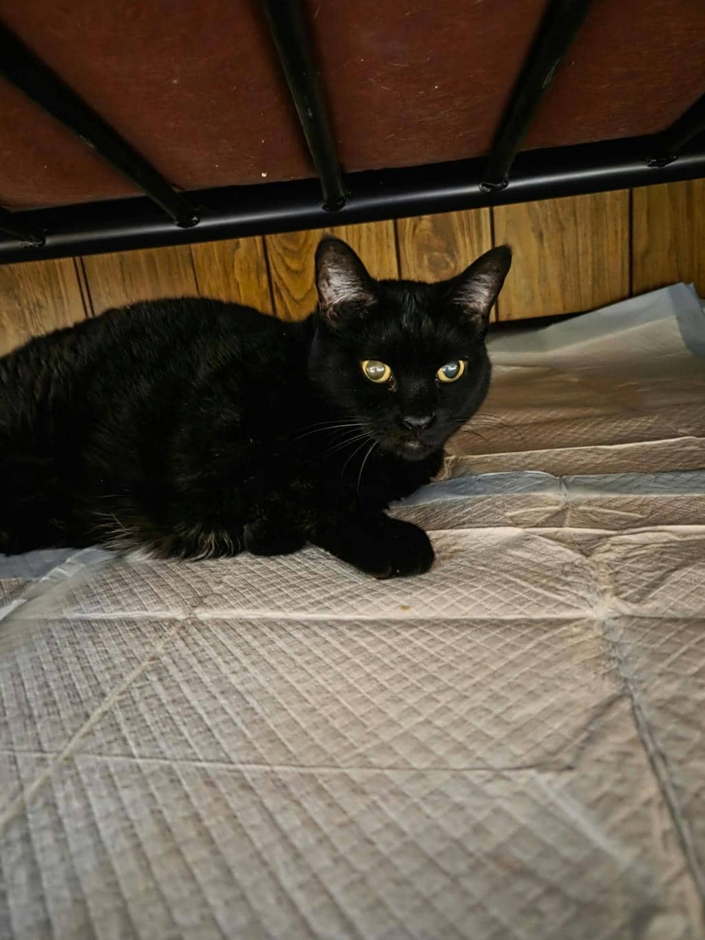 Willow - Domestic Short Hair cat available for adoption at Ontario SPCA (Sudbury) in Sudbury