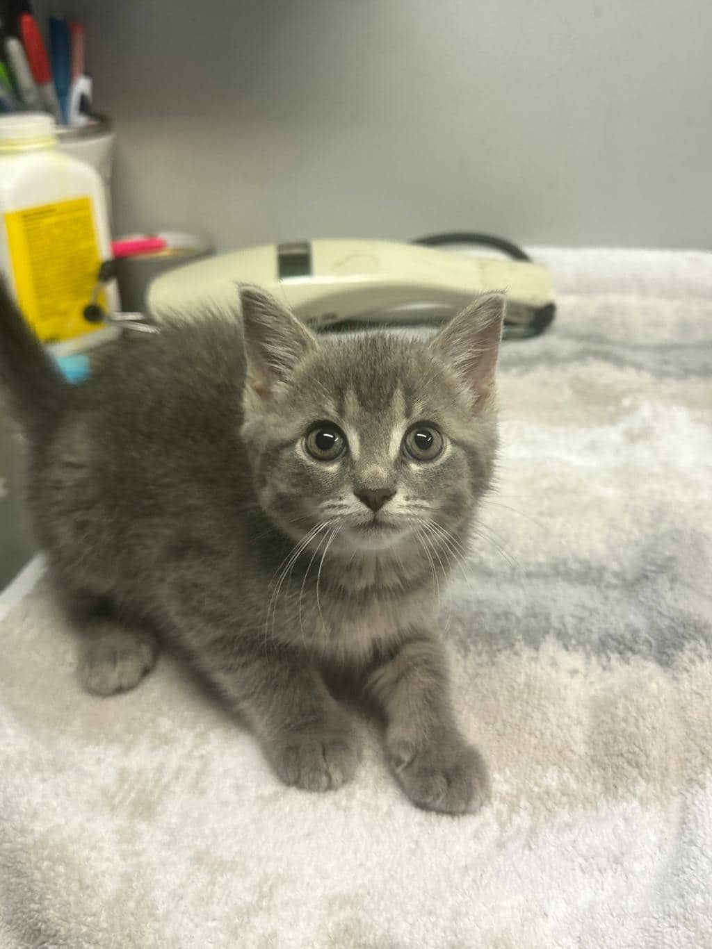 Monkey - Domestic Short Hair available for adoption