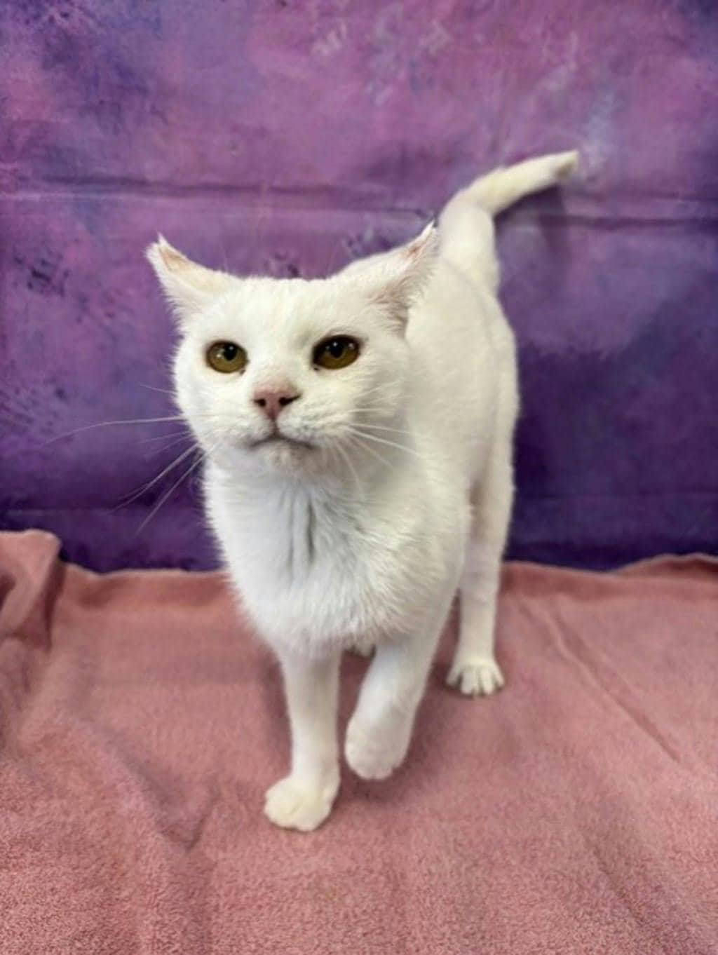 Snow White - Domestic Short Hair cat available for adoption in Ontario