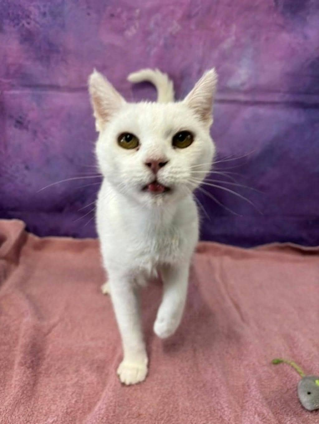Snow White - Domestic Short Hair cat available for adoption at Ontario SPCA & Humane Society in Napanee
