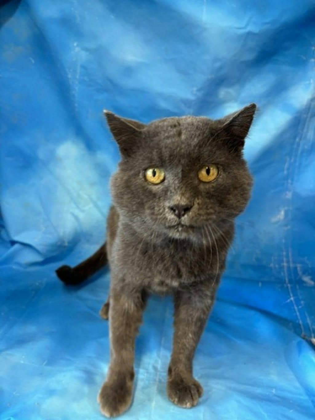 Arnold - Domestic Short Hair cat available for adoption at Ontario SPCA & Humane Society in Napanee