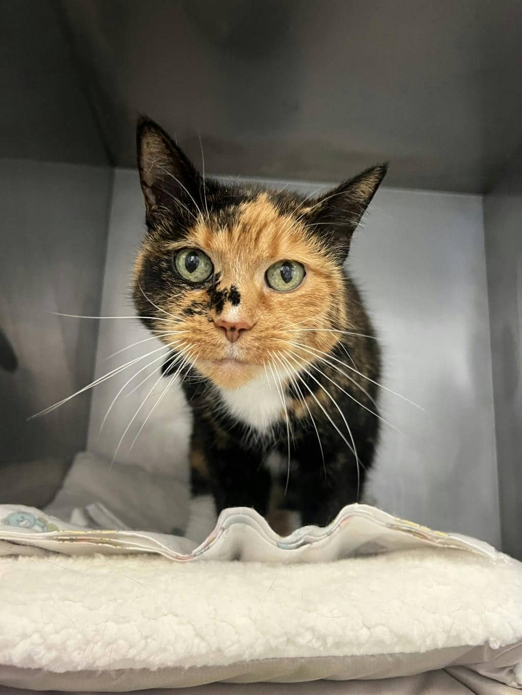 Squeakie - Domestic Short Hair available for adoption