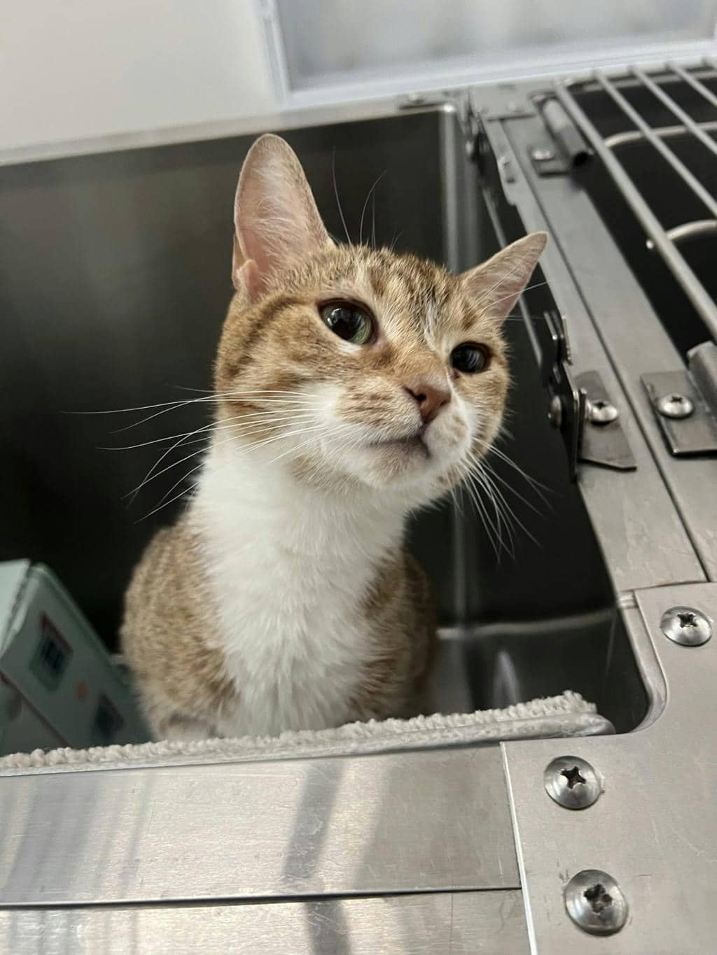 Cinnabon - Domestic Short Hair available for adoption